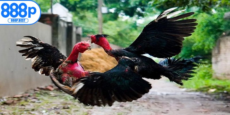 Cách chọn gà đá đúng giúp anh em có được nhiều giá trị thực tế