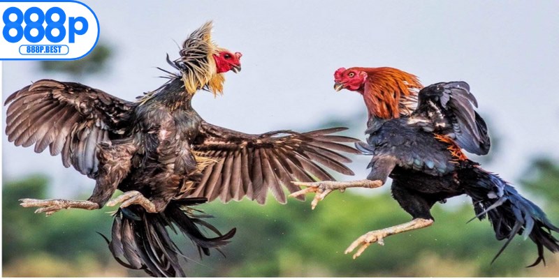 Những cách chọn gà đá chuẩn xác và hiệu quả nhất