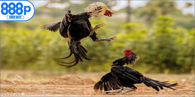 Kinh nghiệm chọn gà chiến cực hay, mang lại thắng lớn cho kê thủ