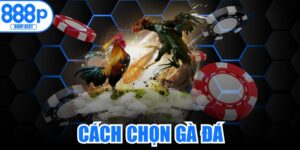 Cách Chọn Gà Đá