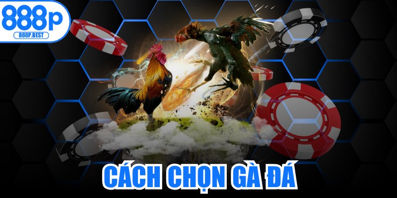 Cách Chọn Gà Đá