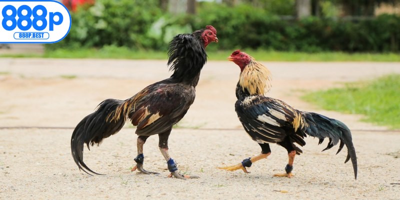 Dòng gà tre là một trong những giống chiến kê được yêu thích nhất