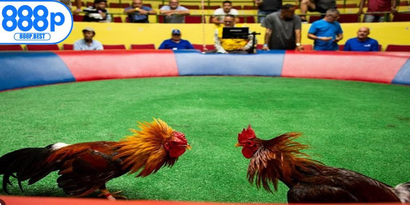 Đá gà Campuchia là loại hình giải trí độc đáo, hấp dẫn