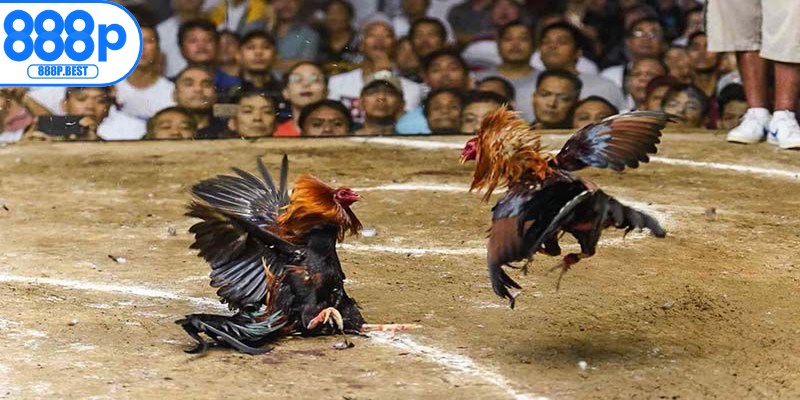 Luật chơi đá gà Campuchia cơ bản cho anh em mới tham gia lần đầu