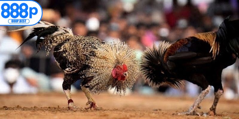 Kinh nghiệm cược đá gà bất phân thắng bại từ cao thủ