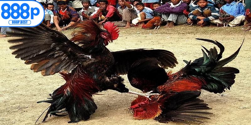 Những hình thức thi đấu gà cựa sắt phổ biến nhất
