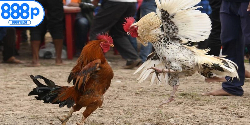 Kinh nghiệm chuẩn chơi đấu gà cựa sắt được bật mí từ cao thủ