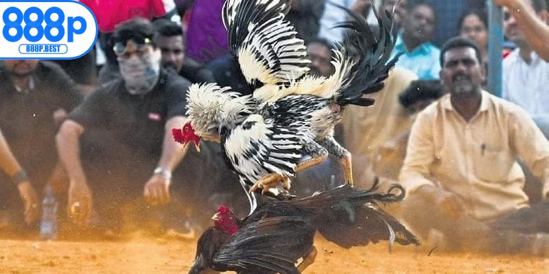 Luật chơi đấu gà cựa tròn chi tiết, dễ hiểu cho người mới tham gia lần đầu