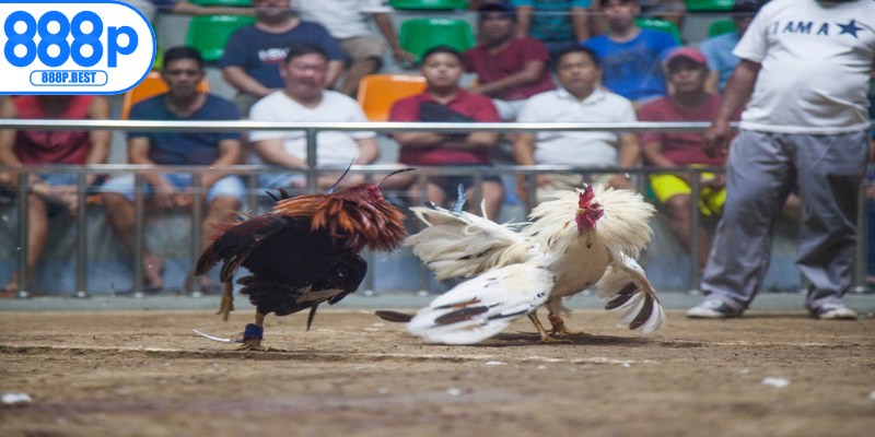 Đá gà Philippines có lịch sử lâu đời nhưng vẫn được ưa chuộng tới ngày nay