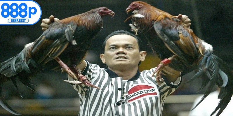 Những quy định trong luật chơi đá gà Philippines chuẩn quốc tế