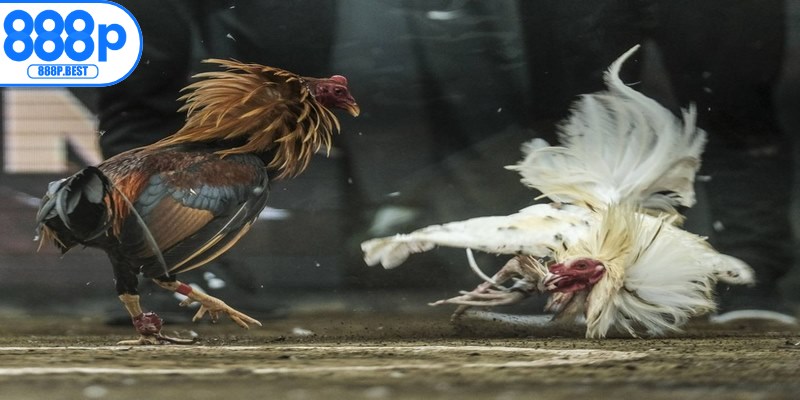 Kinh nghiệm cược đá gà Philippines thắng lớn, rinh nhiều thưởng