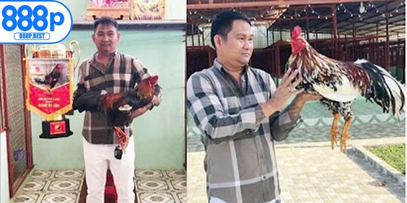 Đá gà Phúc Bình Dương nổi bật với những chiến kê dũng mãnh, giàu kinh nghiệm