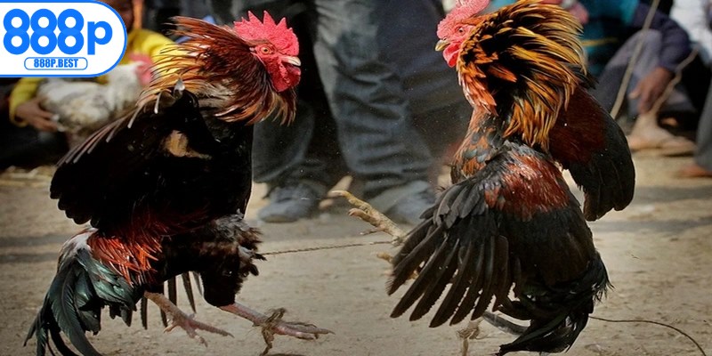 Lý do các trận đấu có gà từ trại của Phúc Bình Dương được quan tâm