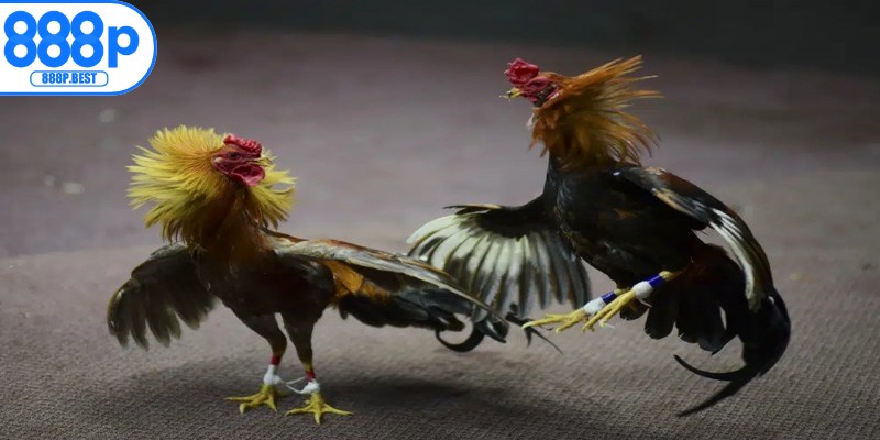 Những lưu ý để tham gia các trận đá gà của Phúc Bình Dương trọn vẹn nhất