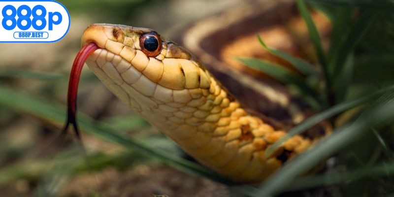 Ý nghĩa tâm linh khi nằm mơ thấy rắn