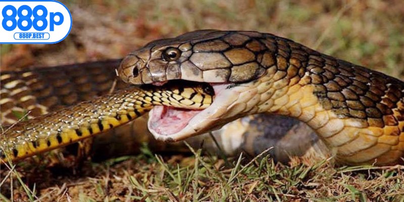 Mơ thấy rắn ăn thịt đồng loại phản ánh quá trình vượt qua mâu thuẫn nội tâm