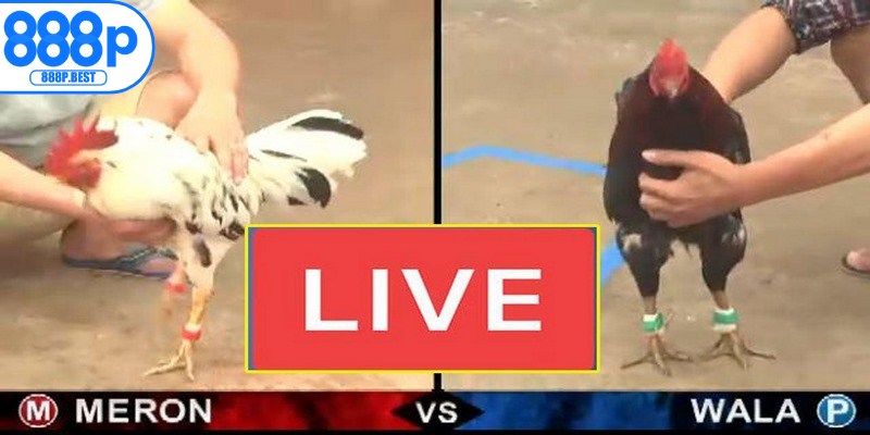 Trực tiếp gà đá Thomo là hình thức xem các trận chọi gà phát sóng trực tuyến